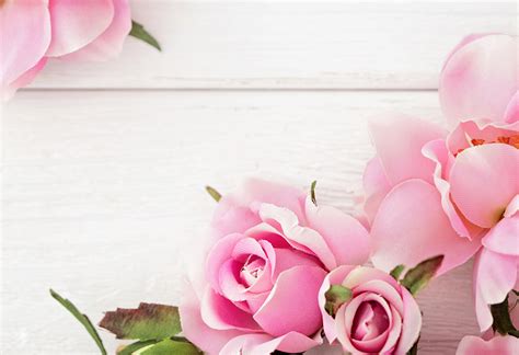 Fondos De Pantalla Rosas Rosa Color Tarjeta De Felicitación De La Plant