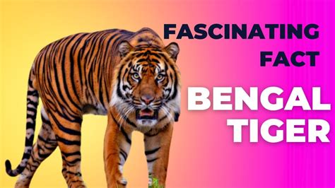 10 Amazing Facts About Bengal Tigers Youtube