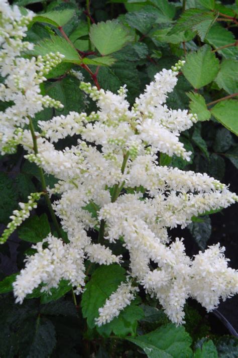 A species characterized by an early bloom. Deutschland Astilbe | Plants4Home