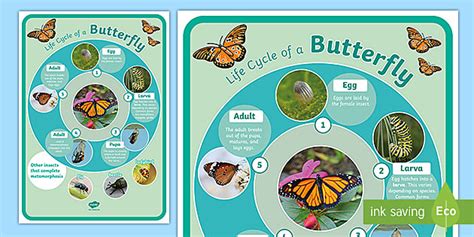 Butterfly Insect Complete Metamorphosis Life Cycle Display Poster