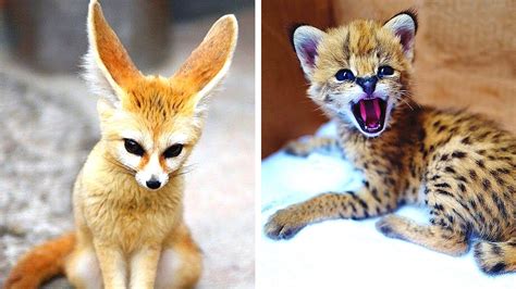 10 Cutest Exotic Animals You Can Own As Pets Youtube