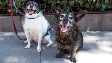 Age Is Just A Number 7 Tips For Keeping Senior Dogs Healthy And Happy