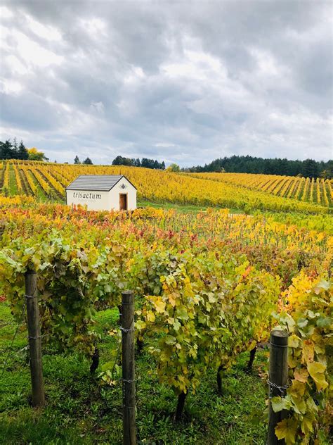10 Best Wineries In Willamette Valley According To A Sommelier 2023