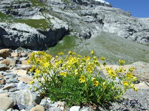 921 Stream Alpine Flowers Photos Free And Royalty Free Stock Photos