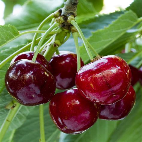 Chinese Cherry Production Imports To Rise In 2019 20