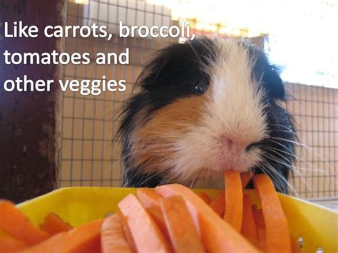 Why Guinea Pigs Make Great Pets