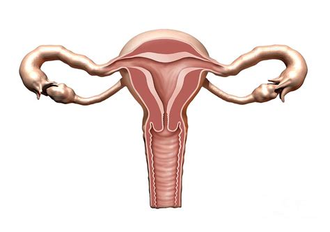 Female Reproductive System Artwork Photograph By Henning Dalhoff