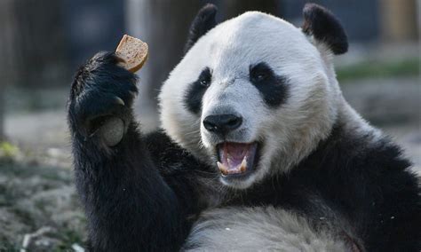 Finland What To Do With The Costly Pandas