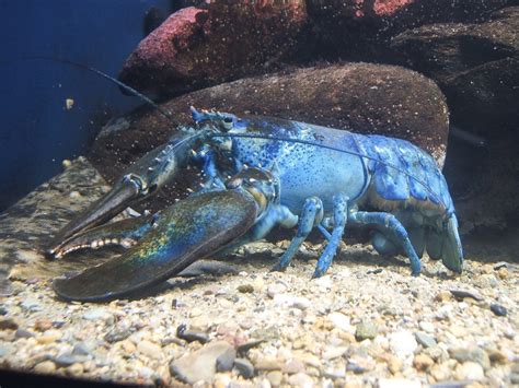 lobster facts photos and biology interesting invertebrates owlcation