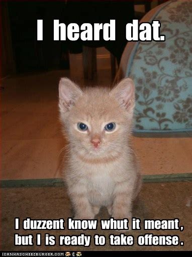 I Heard Dat Lolcats Lol Cat Memes Funny Cats