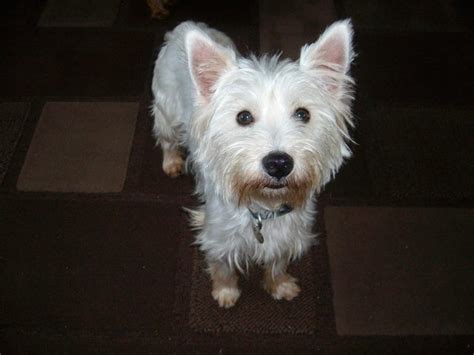 West Highland White Terrier Dogs For Adoption And Rescue