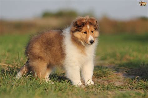 Best Quality Shetland Sheepdog Puppies For Sale In Singapore 2019