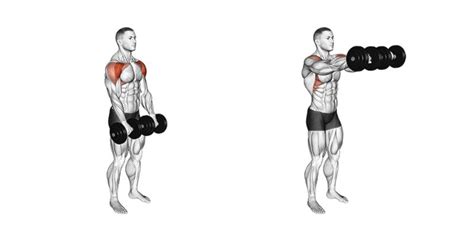 Dumbbell Front Raise To Work Your Front Deltoid A Lean Life
