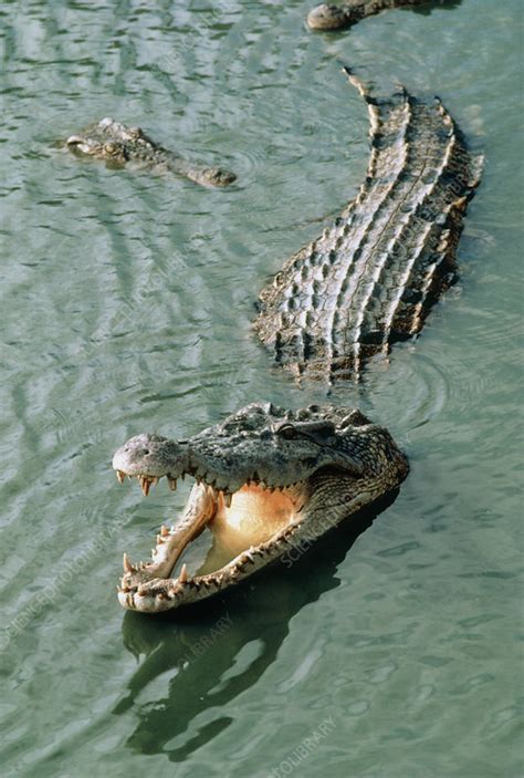 Saltwater Crocodiles Stock Image Z7600009 Science Photo Library