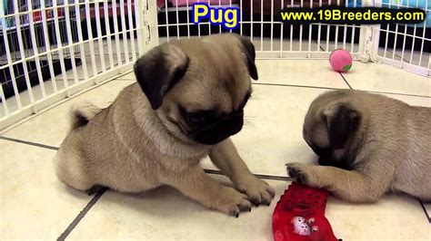 We are located in indiana, near muncie. Pug, Puppies, For, Sale, In, Indianapolis, Indiana, IN ...