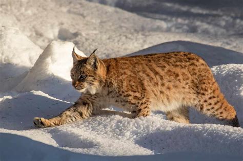 Bbc Wildlife On Twitter The Case For The Missing Lynx Did Lillith