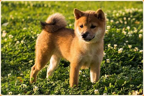 Hokkaido Dog Puppies Price Temperament Characteristics Facts