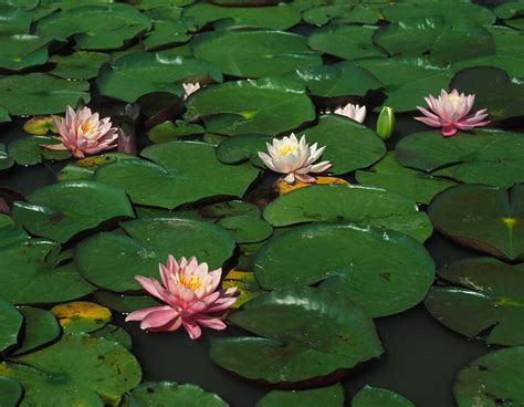 Water Lilies Mdc Discover Nature