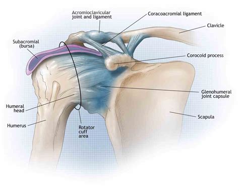 Anatomy Of Shoulder Joint Medicinebtg