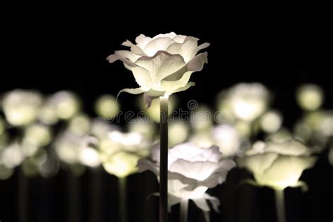 White Rose Garden At Night Stock Image Image Of Love 68844497