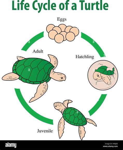 Snapping Turtle Life Cycle