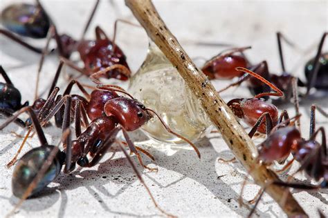 Sie müssen zuerst herausfinden, ob es sich um verirrte oder ansässige. Ameisen bekämpfen: Hausmittel gegen Ameisen im Haus und ...