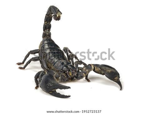 Black Emperor Scorpion On White Background Stock Photo 1952723137