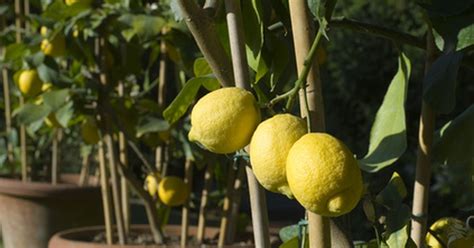 Lemon trees have always been a popular choice, especially for those with a bit of room in the backyard. How long does a lemon tree take to produce fruit? | eHow UK