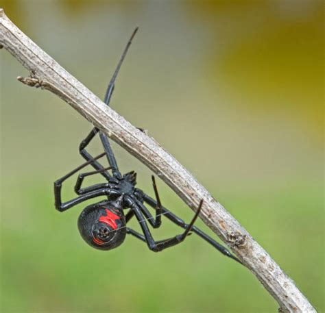 Spider Widows War Time News