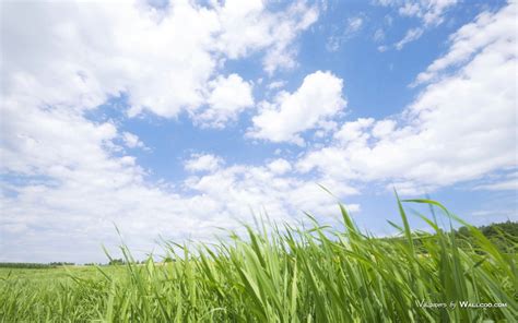 壁纸1440×900vast Grassland Photos Grassland Under Blue Sky壁纸青青草原 草原天空摄影