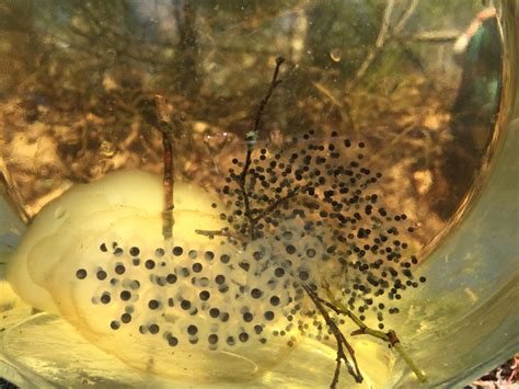Cape Ann Vernal Pond Team Do Eggs Know When To Hatch