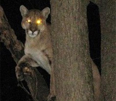 Mountain Lion With Evil Glowing Eyes Spotted In Platte County