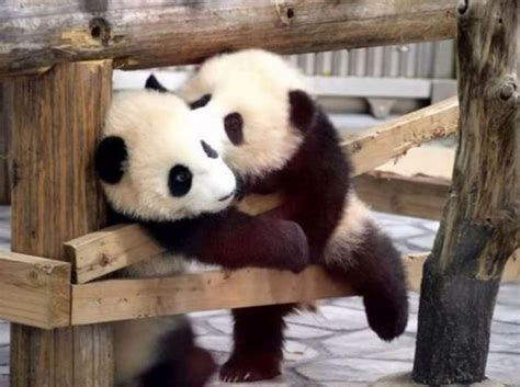 Ser Un Abrazador De Pandas Es Un Trabajo Real Y Te Pagan