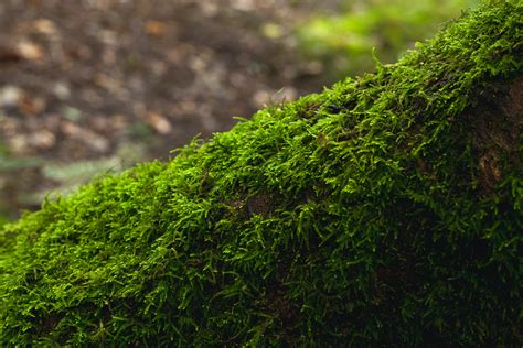 Free Stock Photo Of Moss Tree Log