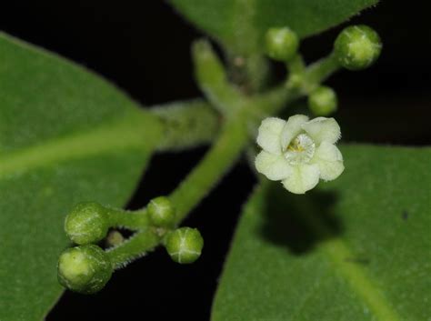 Rauvolfia Tetraphylla L Plants Of The World Online Kew Science