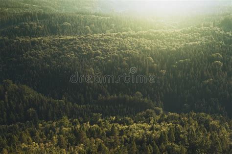 Conifer Daylight Evergreen Forest Picture Image 101909312