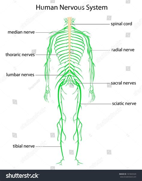 When the central nervous system becomes damaged or peripheral. Illustration Human Nervous System Labels Stock Vector ...