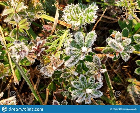 Sunbeams Melting Rime Of Frost Covered Grass Flowers Leaves Plants In