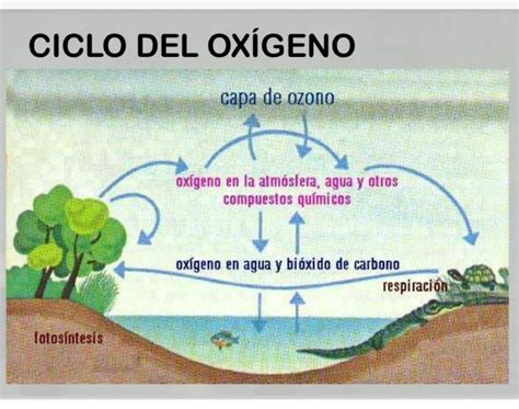 Esquema Del Ciclo Del Oxigeno ¡fotos And Guía 2021