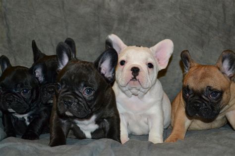 59 French Bulldog Breeders La Pic Bleumoonproductions