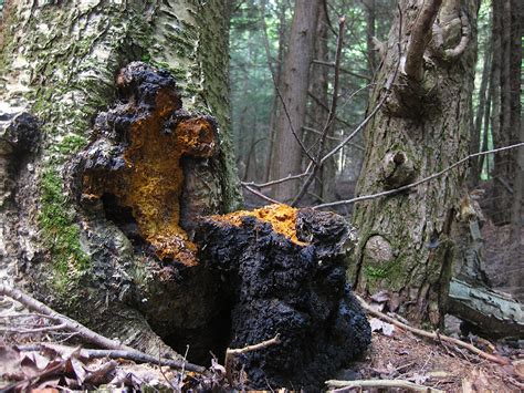 Is This Chaga A Key For Identifying This Remarkable