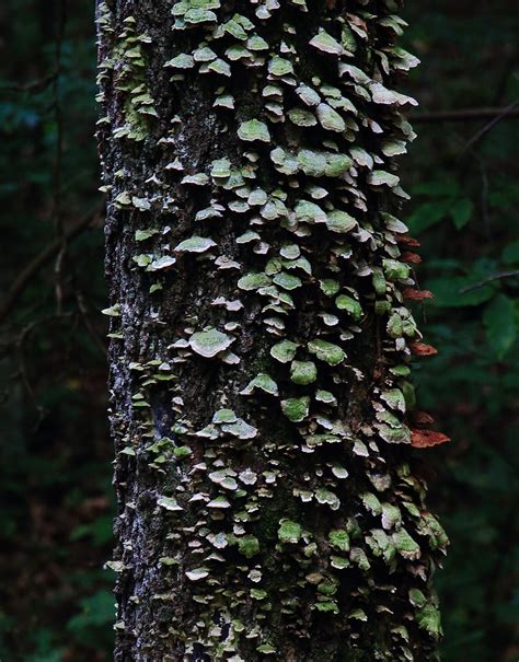 Trailside Fungus Lost Valley Northwest Arkansas Flickr