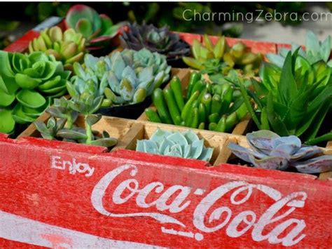 Succulents In A Coke Crate Neatl Small Space Gardening