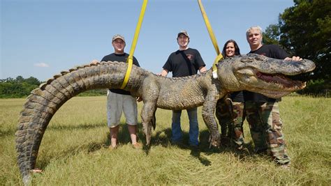 Massive Miss Gator Sets 3rd Record In A Week