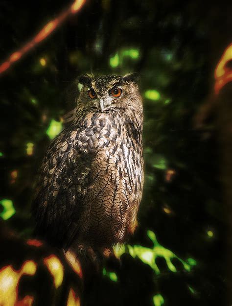 Owl Photograph By Patrick Boening Fine Art America