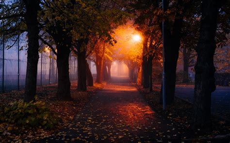 Nature Mist Morning Trees Park Fall Leaves Path Lights Street