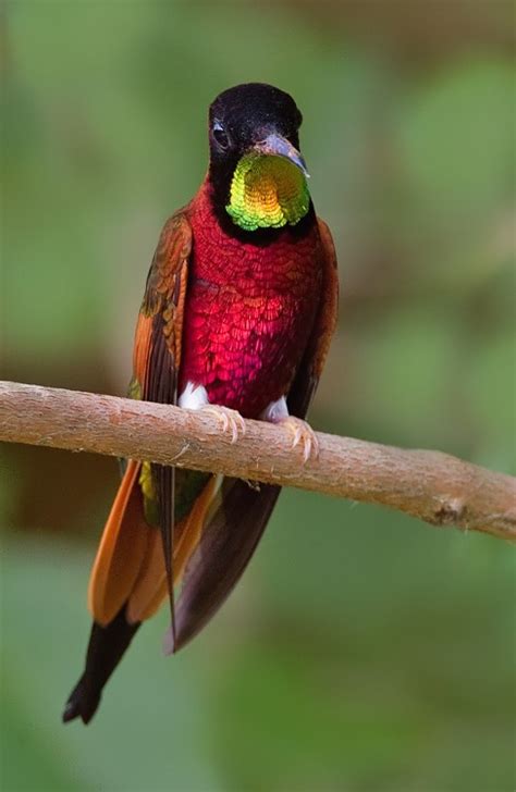 Crimson Topaz Topaza Pella In Suriname Little Birds Small Birds Pet
