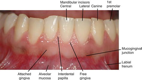 Oral Structures And Tissues Pocket Dentistry