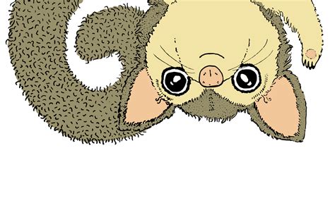 Possums 5 Cute Images Clip Art Illustrations Png
