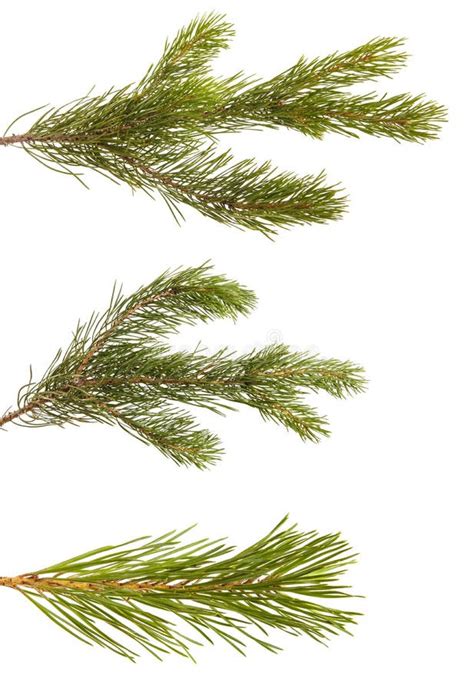 A Branch Of A Pine Tree Isolated On White Set Stock Image Image Of